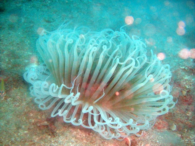 Anemone, Koh Tao