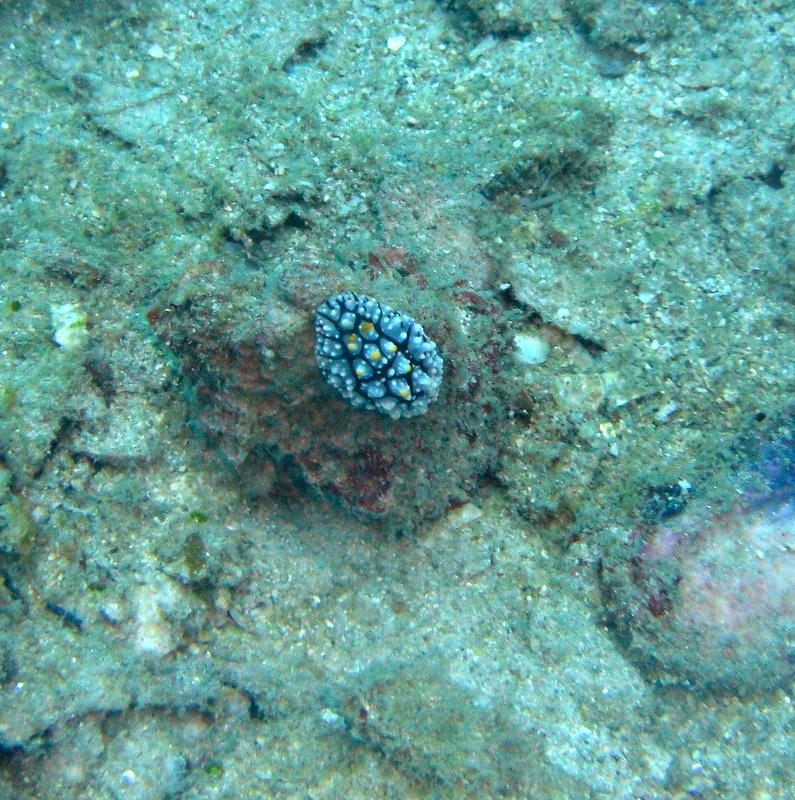 Nudibranch, Koh Tao, Thailand