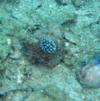 Nudibranch, Koh Tao, Thailand