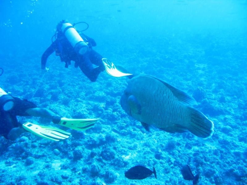 wrasse choosing lunch