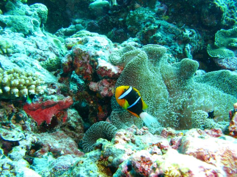 anemone fish palau