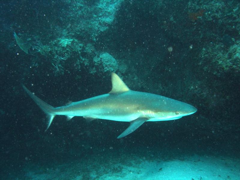 Shark at Cay Sal