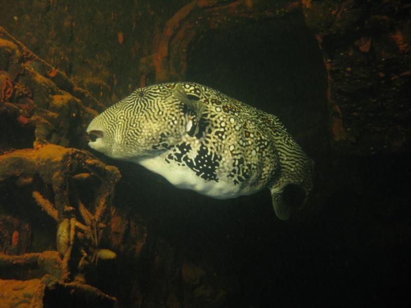 Puffer hiding in mechanical spaces