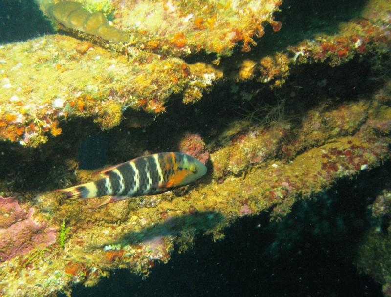 Colors found below decks