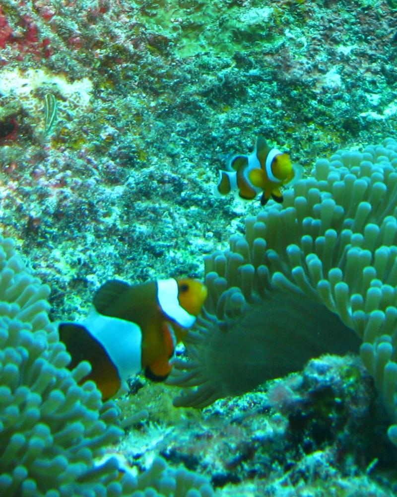 Nemo & Papa