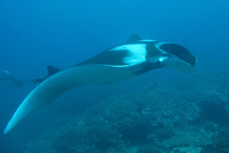 Manta Similans 4-10