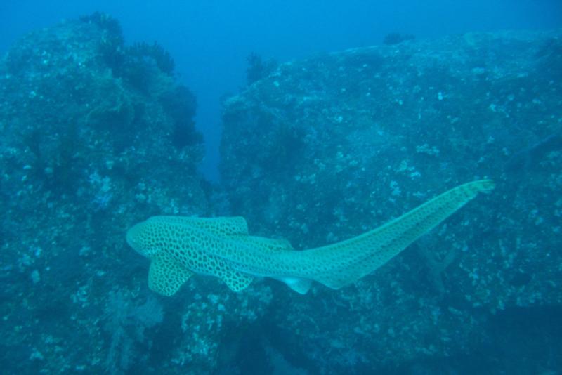 leopar shark similans Apr2010