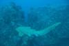 leopar shark similans Apr2010