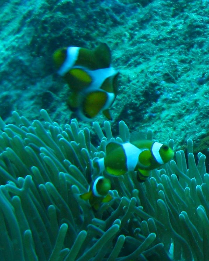 similan anemone fish Apr2010