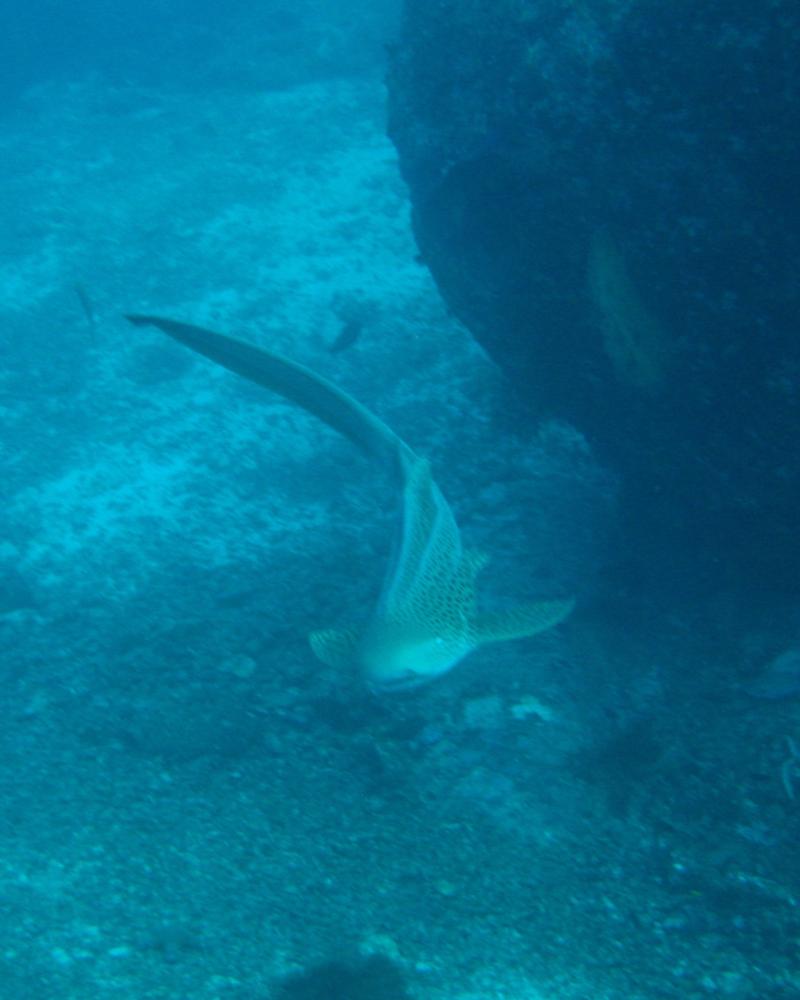 leopard shark similans Apr2010