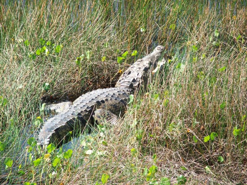 Mayan Dolphin ??? - Local term