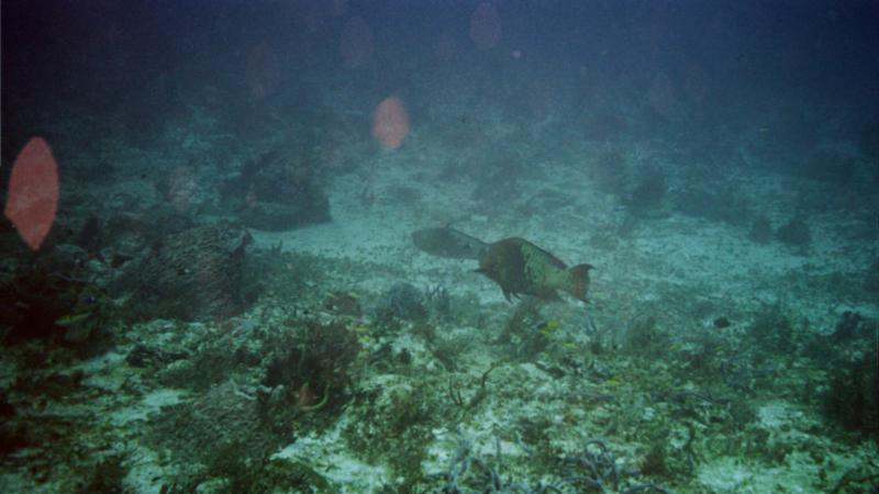 Parrot fish