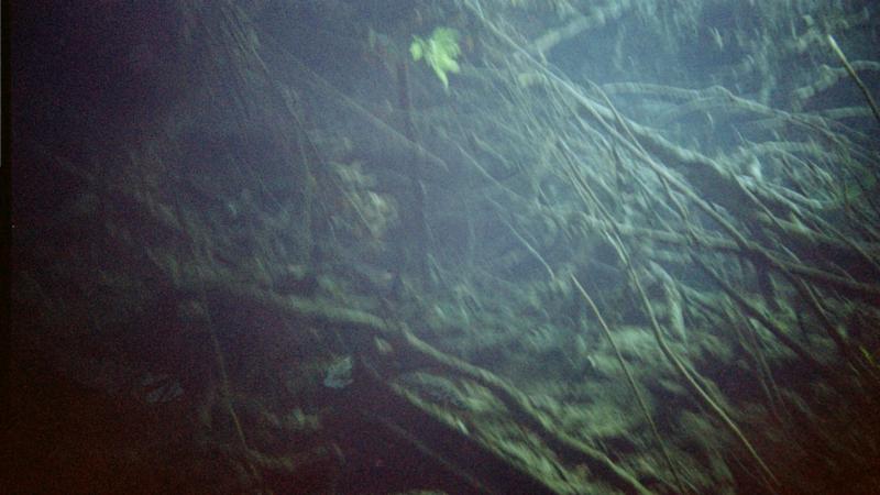 Cenote diving 2