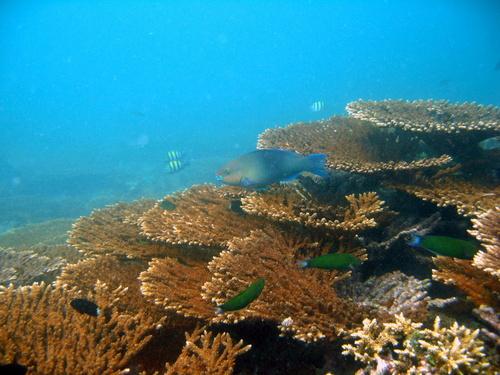 Jana Island Corals