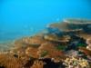 Jana Island Corals