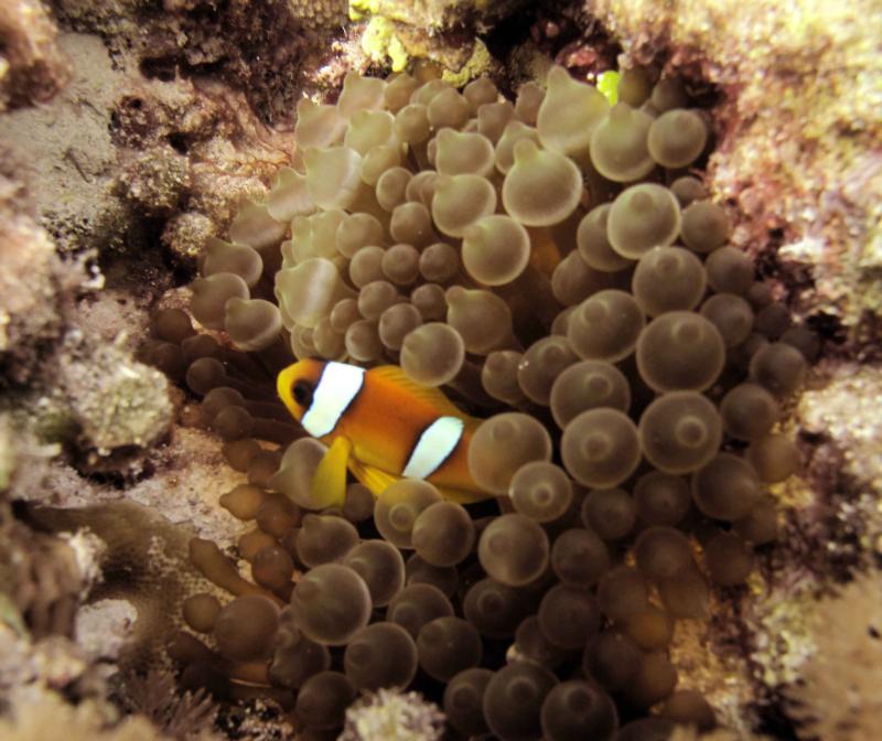 Clown Fish