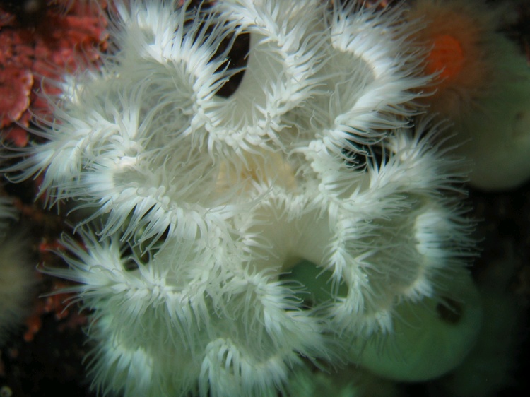 Short Plumose Anemome