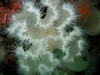 Short Plumose Anemome