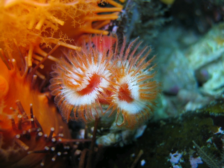 Orange Feather-Duster