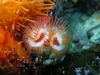 Orange Feather-Duster