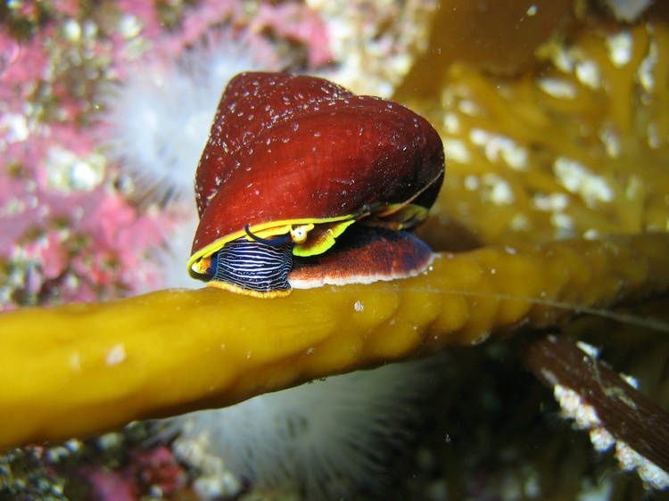 Unidentified Snail