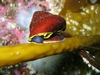 Unidentified Snail