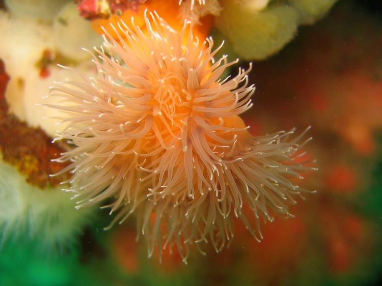 Unidentified Anemone?