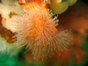 Unidentified Anemone?