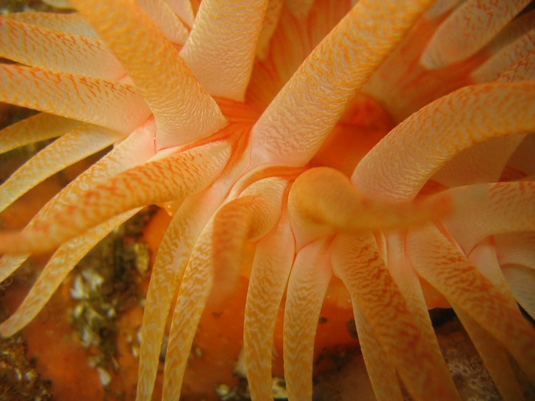 Crimson Anemone