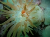 Crimson Anemone