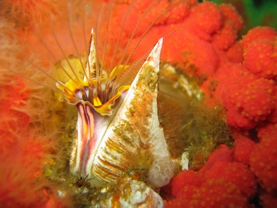 Giant Barnacle