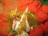 Giant Barnacle