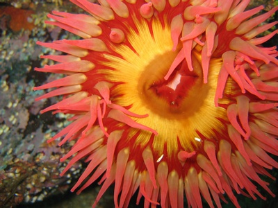 Spotted Anemone