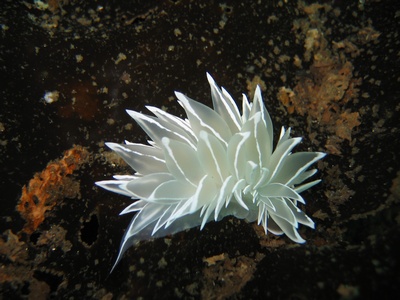 White-Lined Dirona