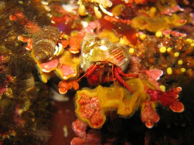 Gold Ring Hermit Crab