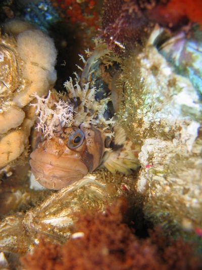 Decorated Warbonnet