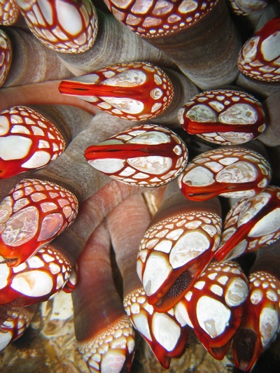 Goose Neck Barnacle