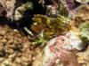 Scorpionfish