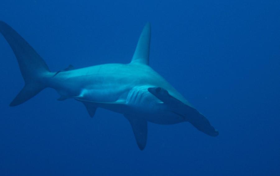 Hammerhead at Rocky Isl., Red Sea