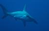 Hammerhead at Rocky Isl., Red Sea