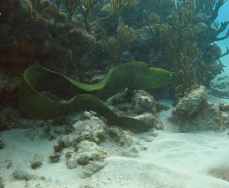 Grand Cayman  11-06