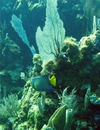 Utila Honduras  4-07