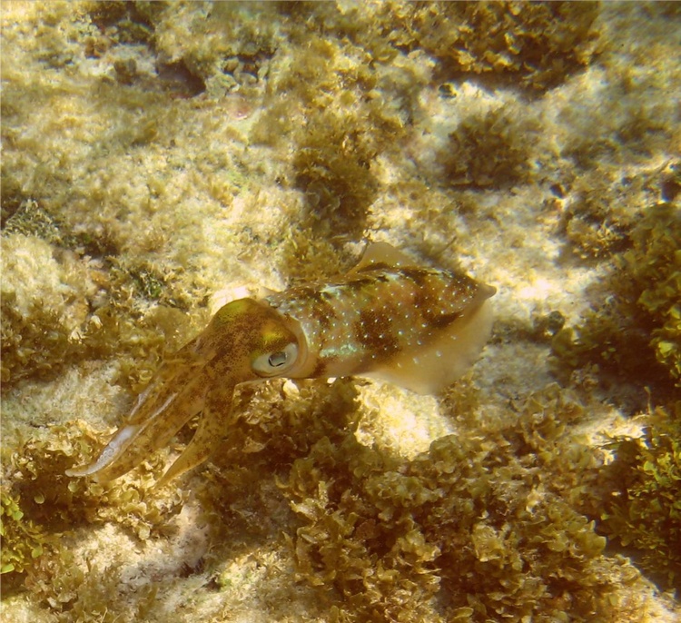 Utila Honduras 4-07