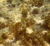 Utila Honduras 4-07