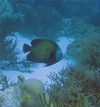 Bonaire  6-07
