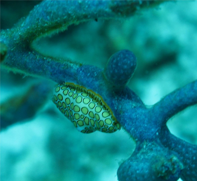 Bonaire  6-07