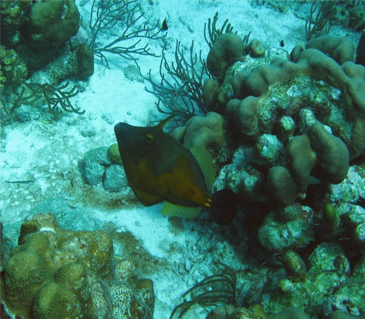 Bonaire 6-07