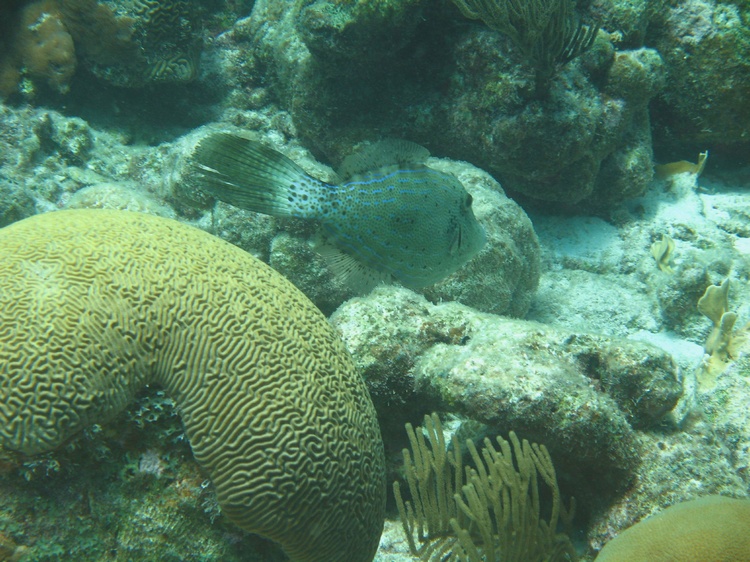 Bonaire 6-07