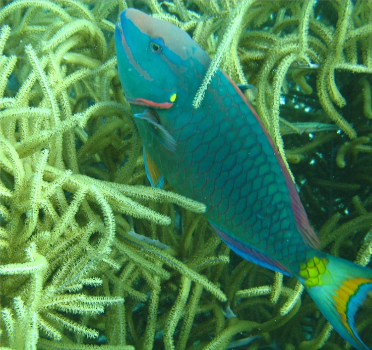 Bonaire 6-07