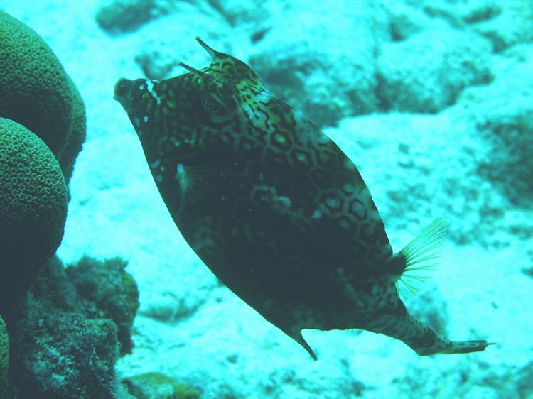Bonaire 6-07